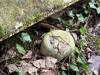 Old basin lying on ground