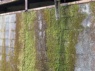 Mossy garage wall of Hotel Bluebird