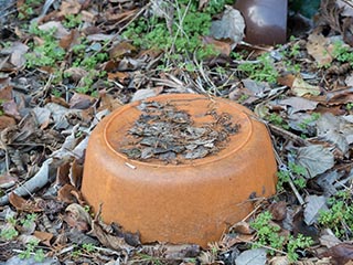 Bathing bowl on ground outside Hotel Gaia