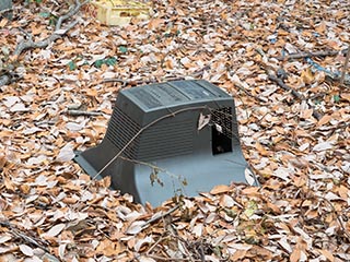 Broken TV lying among fallen leaves