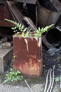 Abandoned Hotel Tropical Weeds on Roof