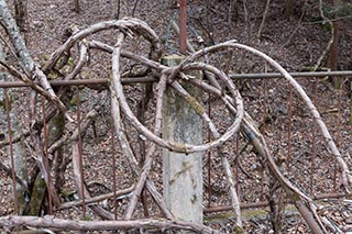 Vines on roof railing of Mitosanguchi Station