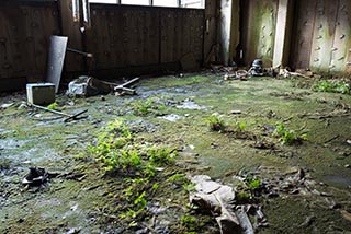 Vegetation growing on floor of Meihan Health Land