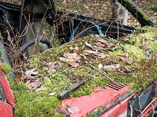 Moss growing on abandoned Mazda