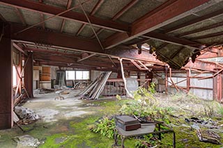 Vegetation Growing Under Hole in Roof