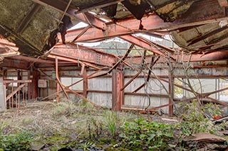 Vegetation Growing Under Hole in Roof