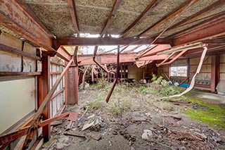 Vegetation Growing Under Hole in Roof