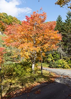 Abandoned Oirasekeiryu Onsen Hotel Grounds