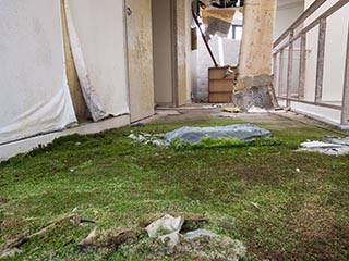 Moss Growing in Corridor of Abandoned Sun Park Hotel