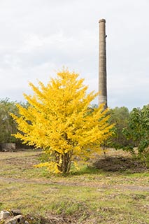 Abandoned Tamura Iron Manufacturing Chimney