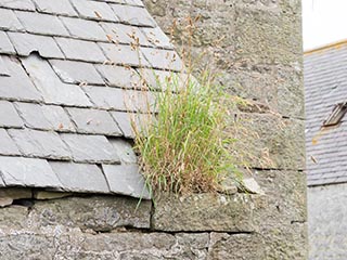 grass growing in hole in roof