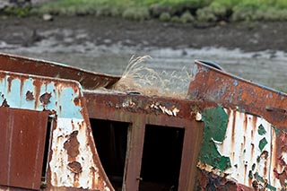 Sunken Coaster in Bowling Harbour, Scotland