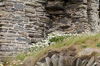 Castle Sinclair, Scotland