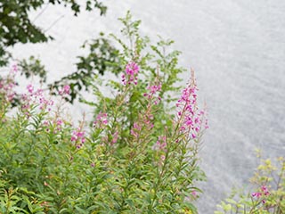 flowers growing above loch