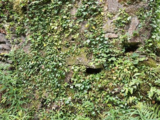 ivy-covered wall