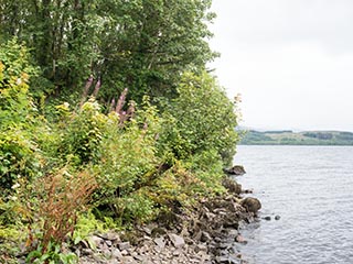 shoreline of Fraoch Eilean