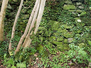 mossy stone wall