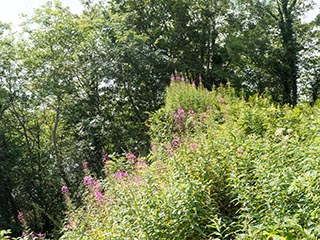 flowers growing on Fraoch Eilean