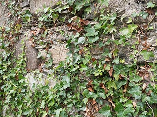 ivy growing on wall