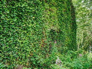 ivy-covered wall