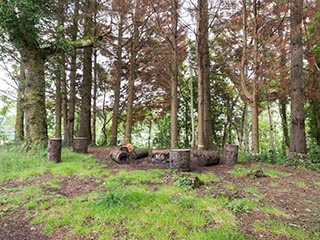 clearing on Innis Chonnel