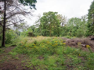 clearing on Innis Chonnel