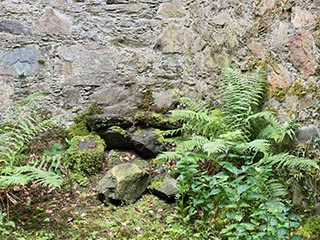 ferns growing in ruined tower