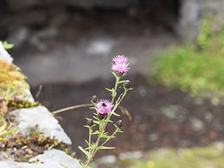 thistles growing above great hall