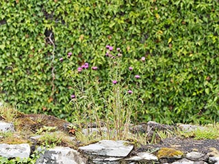 thistles growing on ruined wall