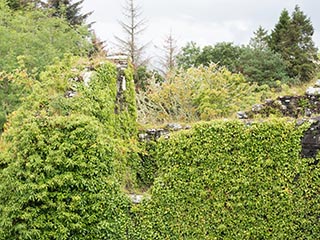 ivy-covered top of tower