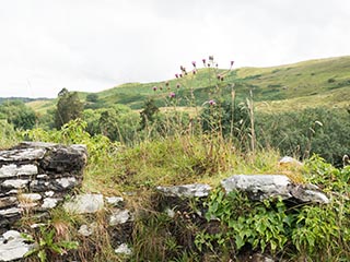 thistles growing on ruined wall