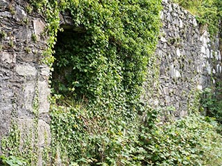 ivy growing around window