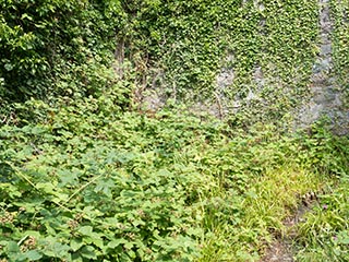 overgrown courtyard