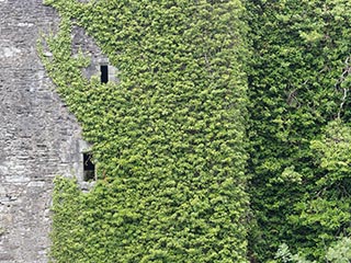 Innis Chonnel Castle, Loch Awe, Scotland