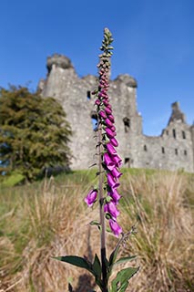 Foxglove in front of Kilchurn Castle, Scotland