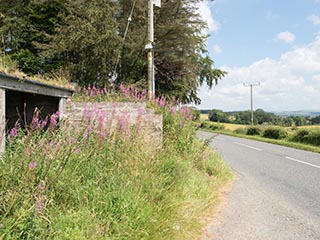 flowers growing in front of abandoned garage