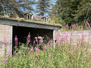 wildflowers in front of abandoned house