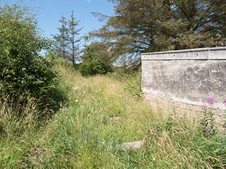 overgrown land beside abandoned house