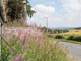 wildflowers by side of road, Scotland