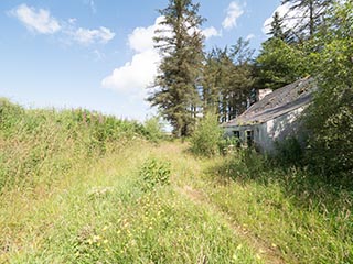 overgrown land behind abandoned house