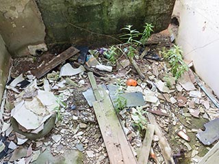 weeds growing amongst debris on floor