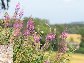 Scottish wildflowers