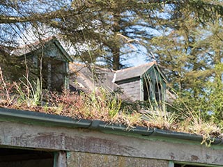 weeds growing in roof gutter